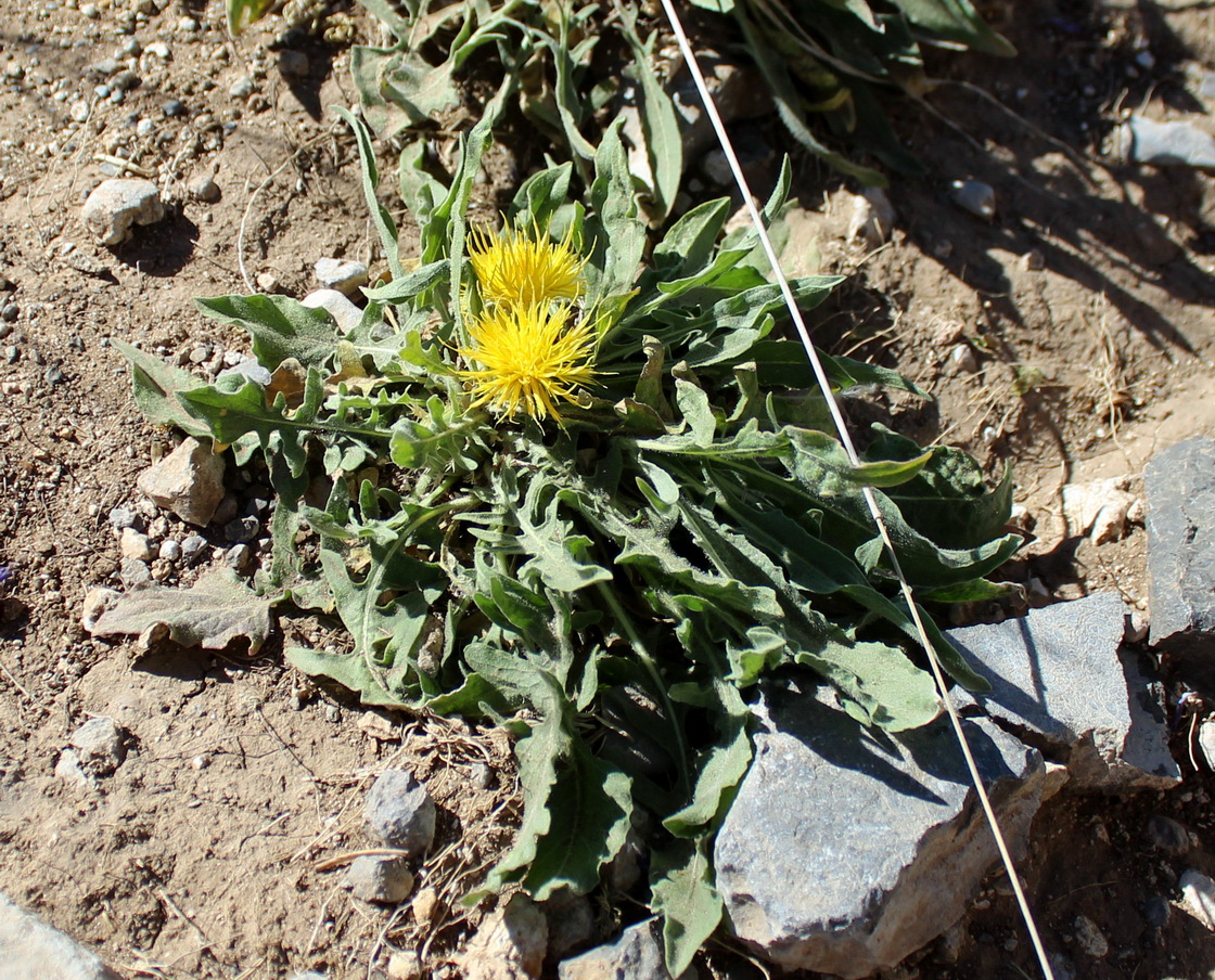 Изображение особи Centaurea rhizantha.