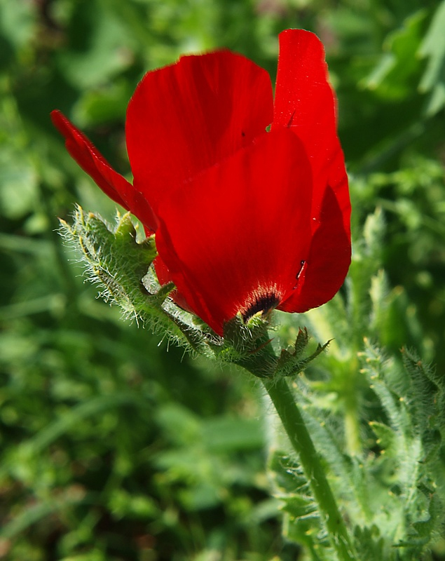 Image of Glaucium corniculatum specimen.