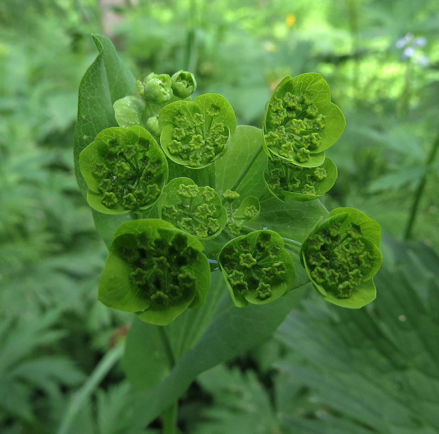 Image of Bupleurum longifolium ssp. aureum specimen.