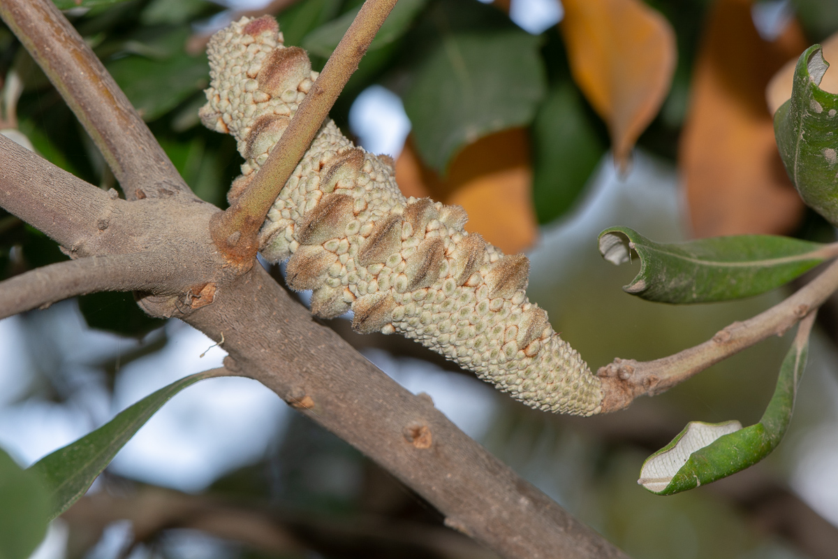 Image of Banksia integrifolia specimen.