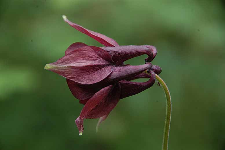 Изображение особи Aquilegia atrovinosa.