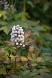 Actaea форма neglecta