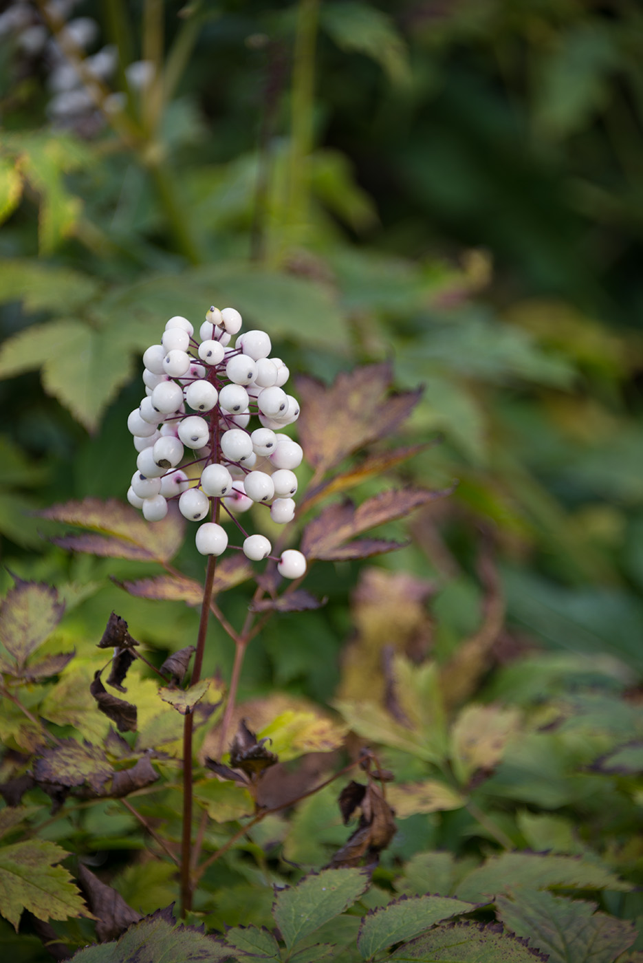 Image of Actaea rubra f. neglecta specimen.