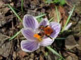 Crocus vernus. Цветок с кормящимся шмелём. Московская обл., г. Электрогорск, в культуре. 20.04.2019.