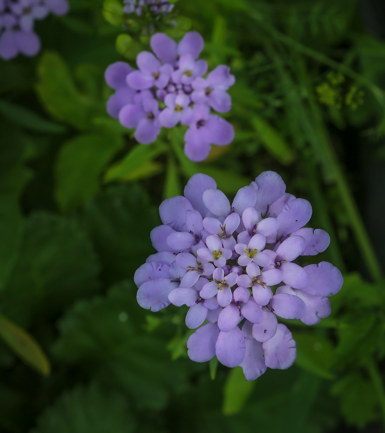 Image of Iberis umbellata specimen.