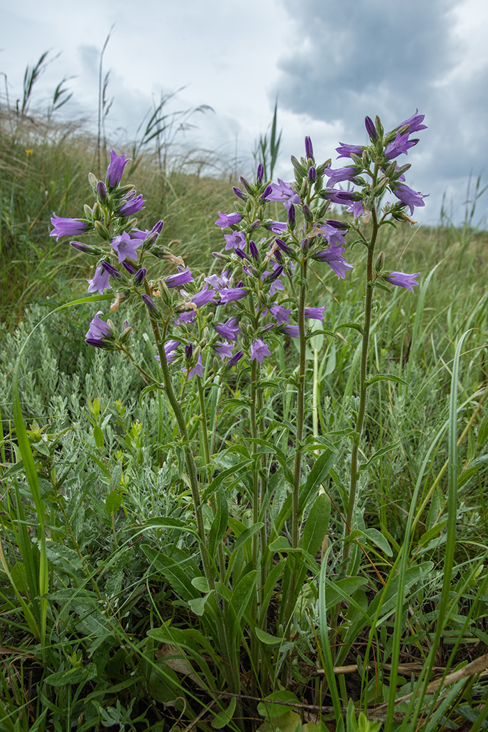 Image of Campanula praealta specimen.