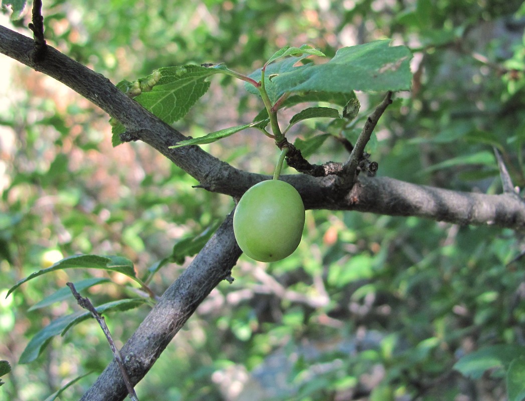 Изображение особи Prunus cerasifera.