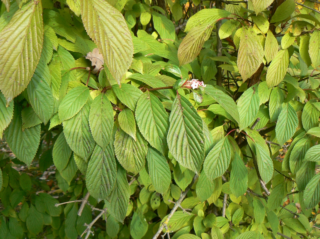 Image of Viburnum farreri specimen.