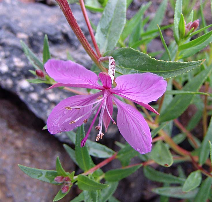 Image of Chamaenerion colchicum specimen.