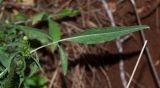 Cephalaria joppensis