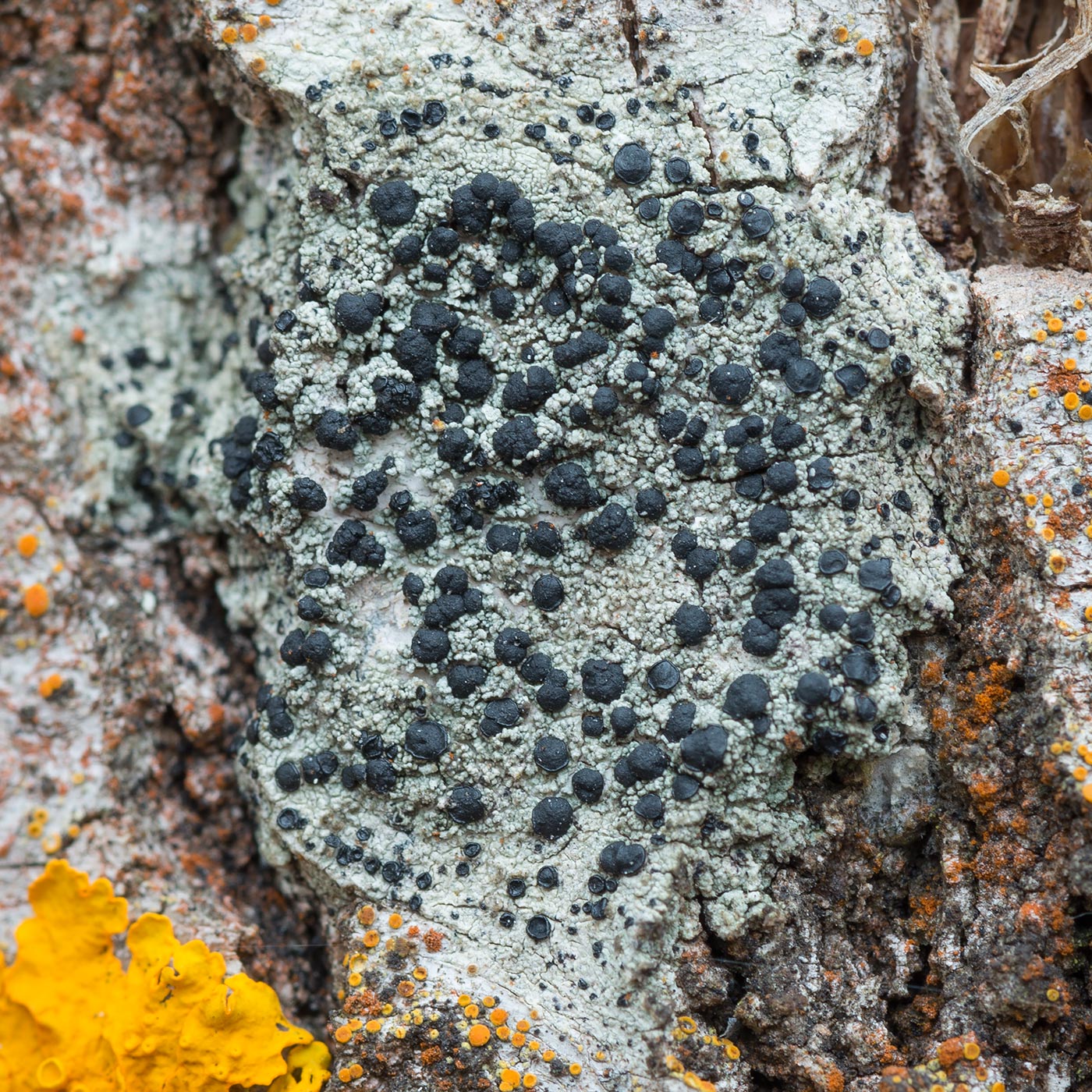 Image of Lecidella elaeochroma specimen.