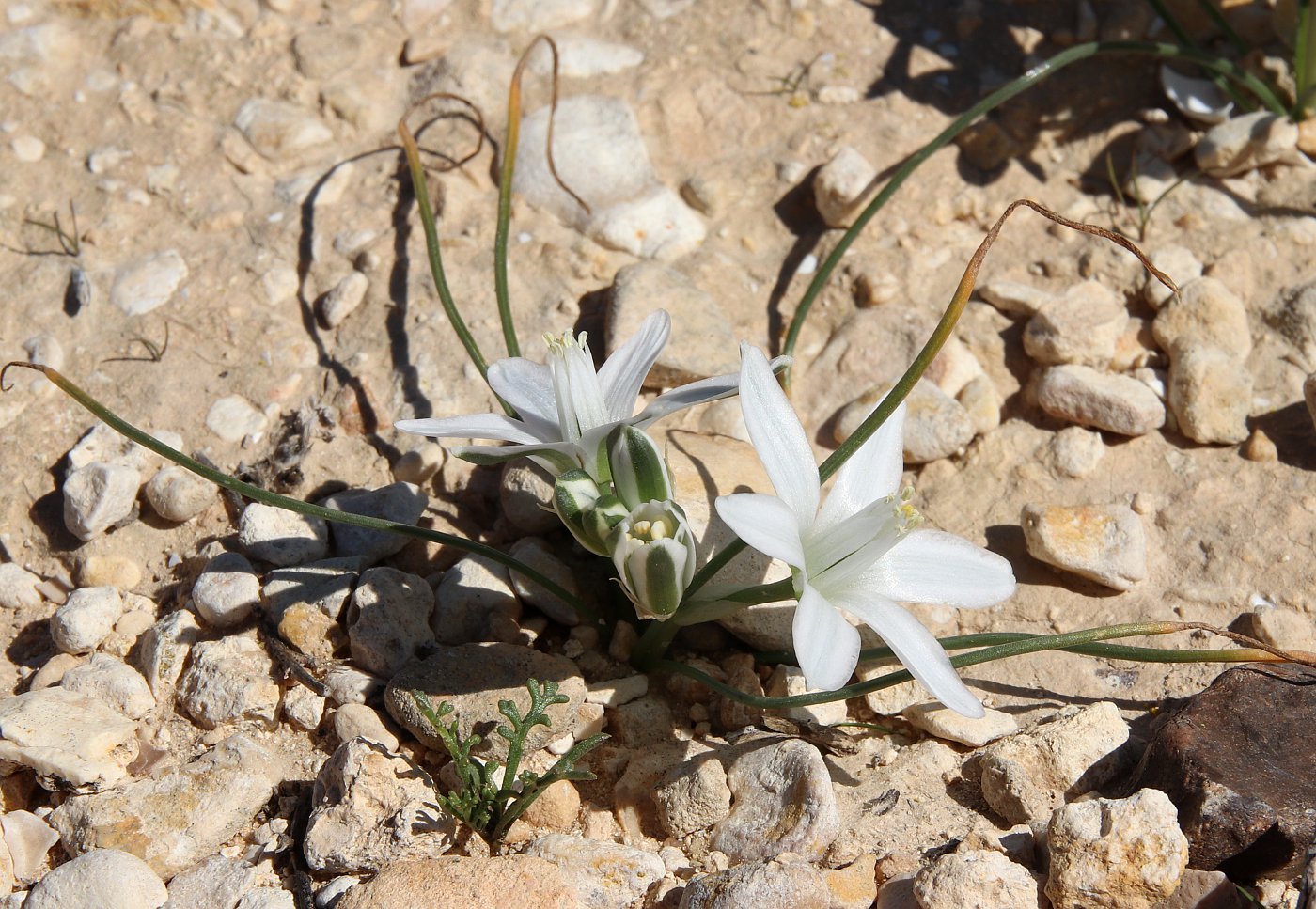 Изображение особи Ornithogalum trichophyllum.