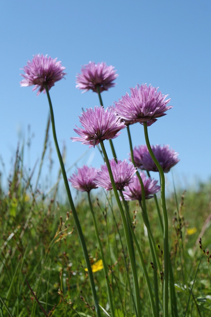 Изображение особи Allium schoenoprasum.