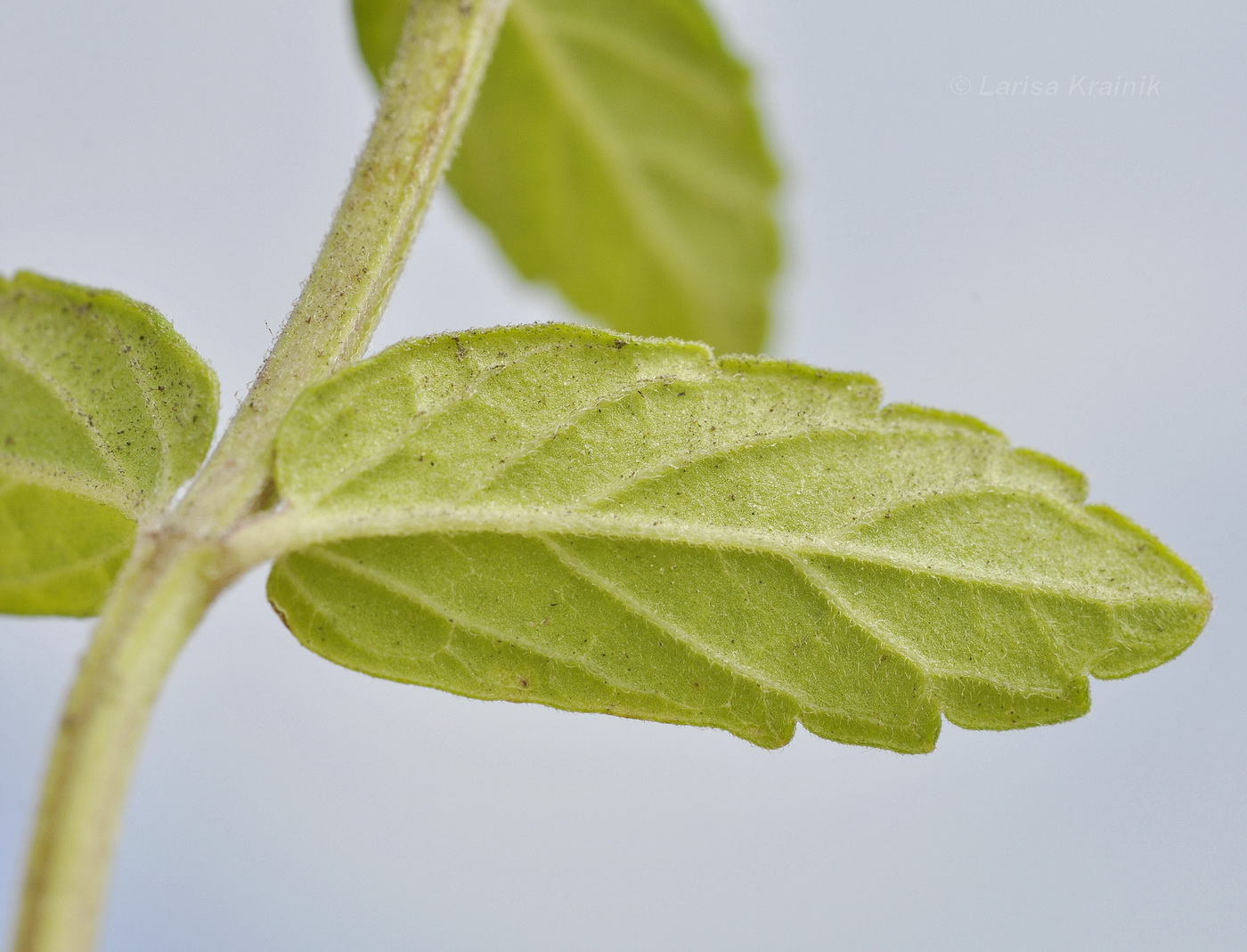 Image of Scutellaria strigillosa specimen.