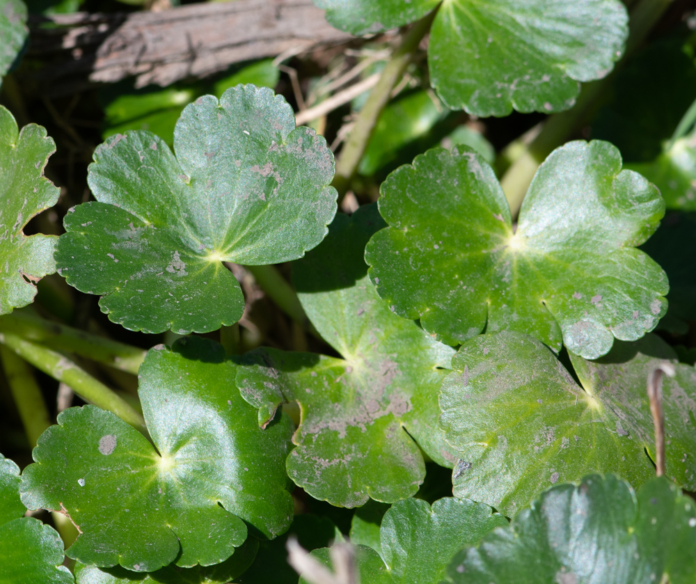 Image of Hydrocotyle ranunculoides specimen.