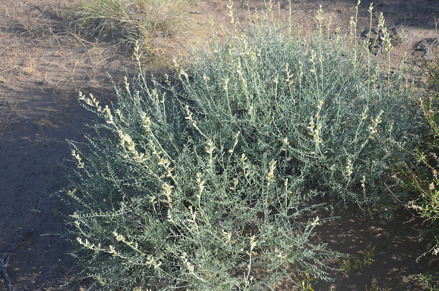 Изображение особи Ammothamnus songoricus.