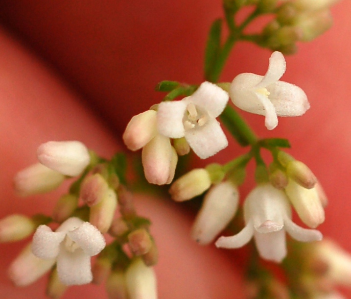 Image of Galium maximowiczii specimen.