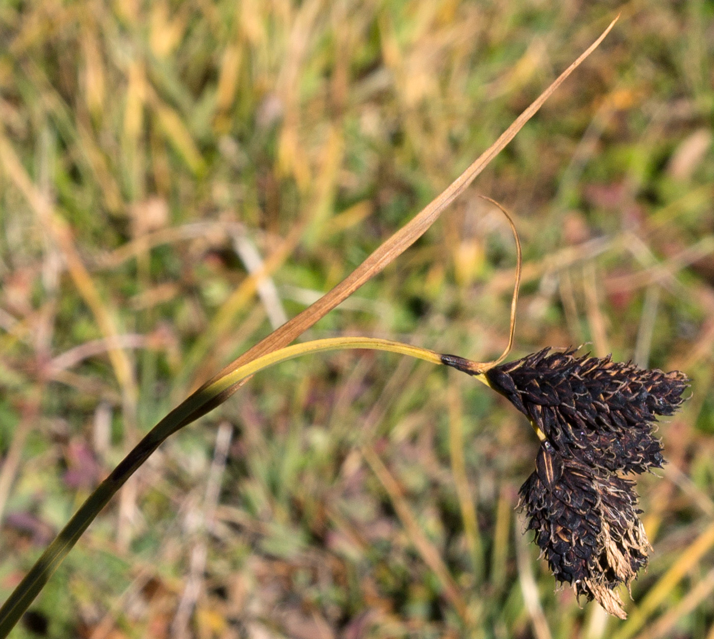 Изображение особи Carex medwedewii.