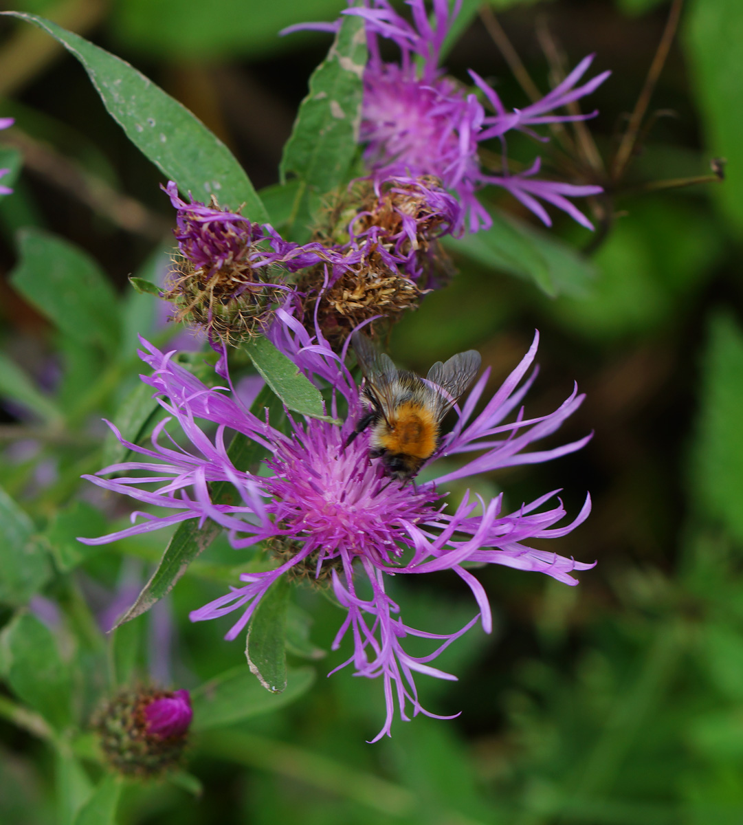 Изображение особи Centaurea phrygia.