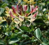 Lonicera periclymenum