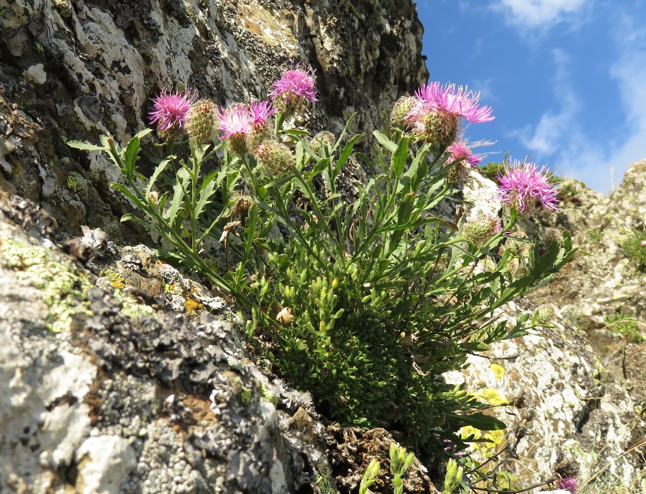 Изображение особи Centaurea kerneriana.