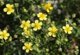 genus Potentilla