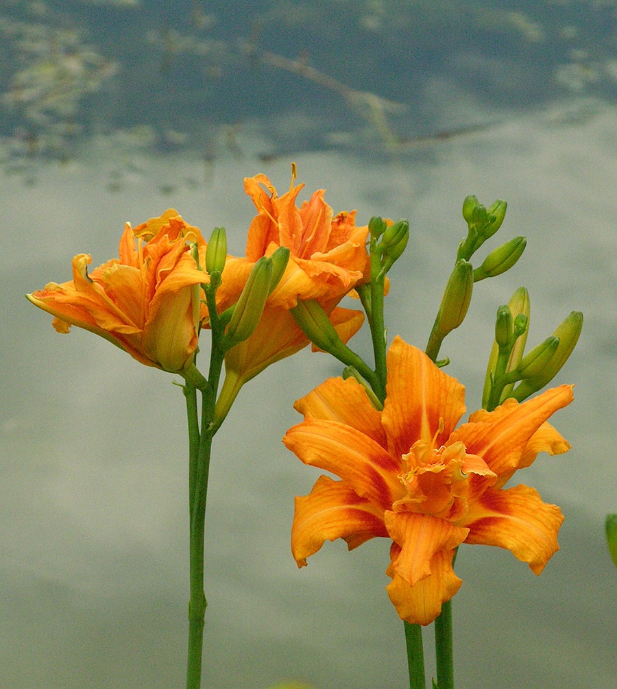 Image of Hemerocallis fulva specimen.