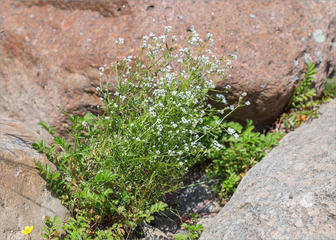 Image of genus Galium specimen.