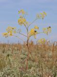 Ferula caspica. Цветущее растение с кормящимися насекомыми. Крым, Нижнегорский р-н, заказник \"Присивашский\", солончак. 5 июня 2021 г.