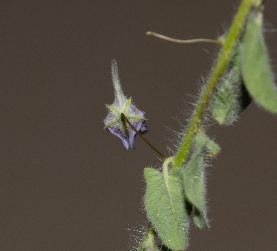 Image of Kickxia commutata ssp. graeca specimen.