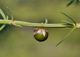 Asparagus schoberioides