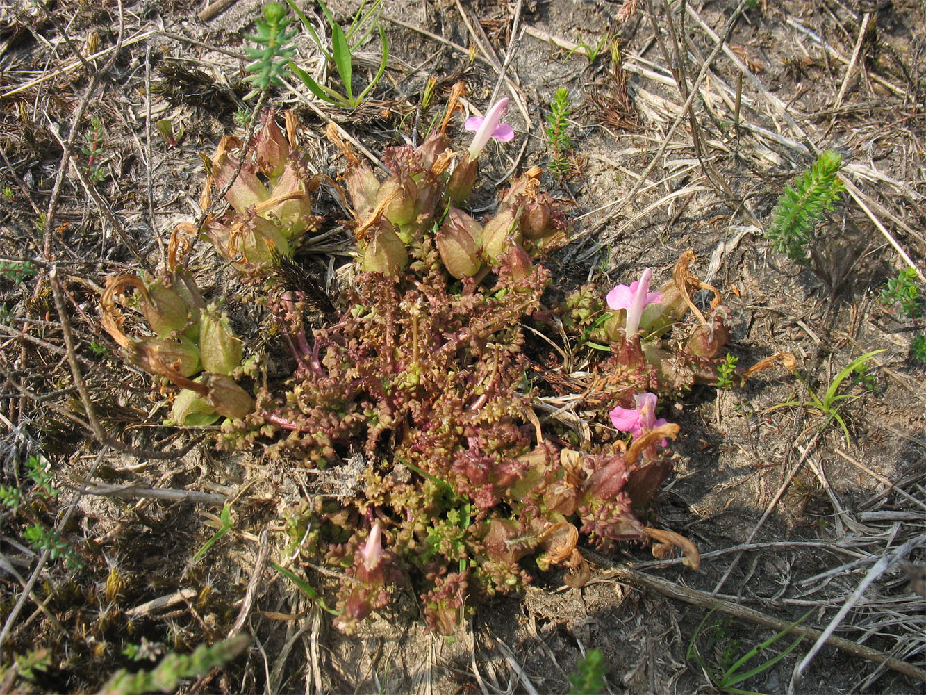 Изображение особи Pedicularis sylvatica.