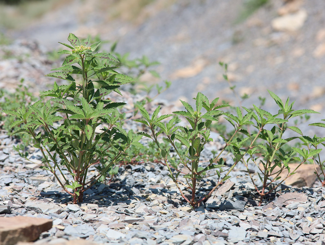 Image of Euphorbia davidii specimen.