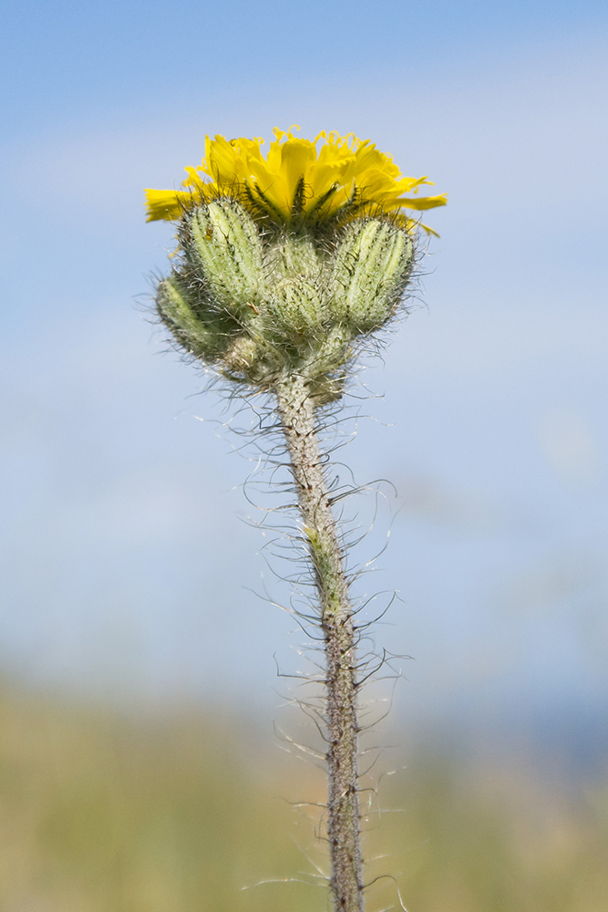 Изображение особи Pilosella echioides.