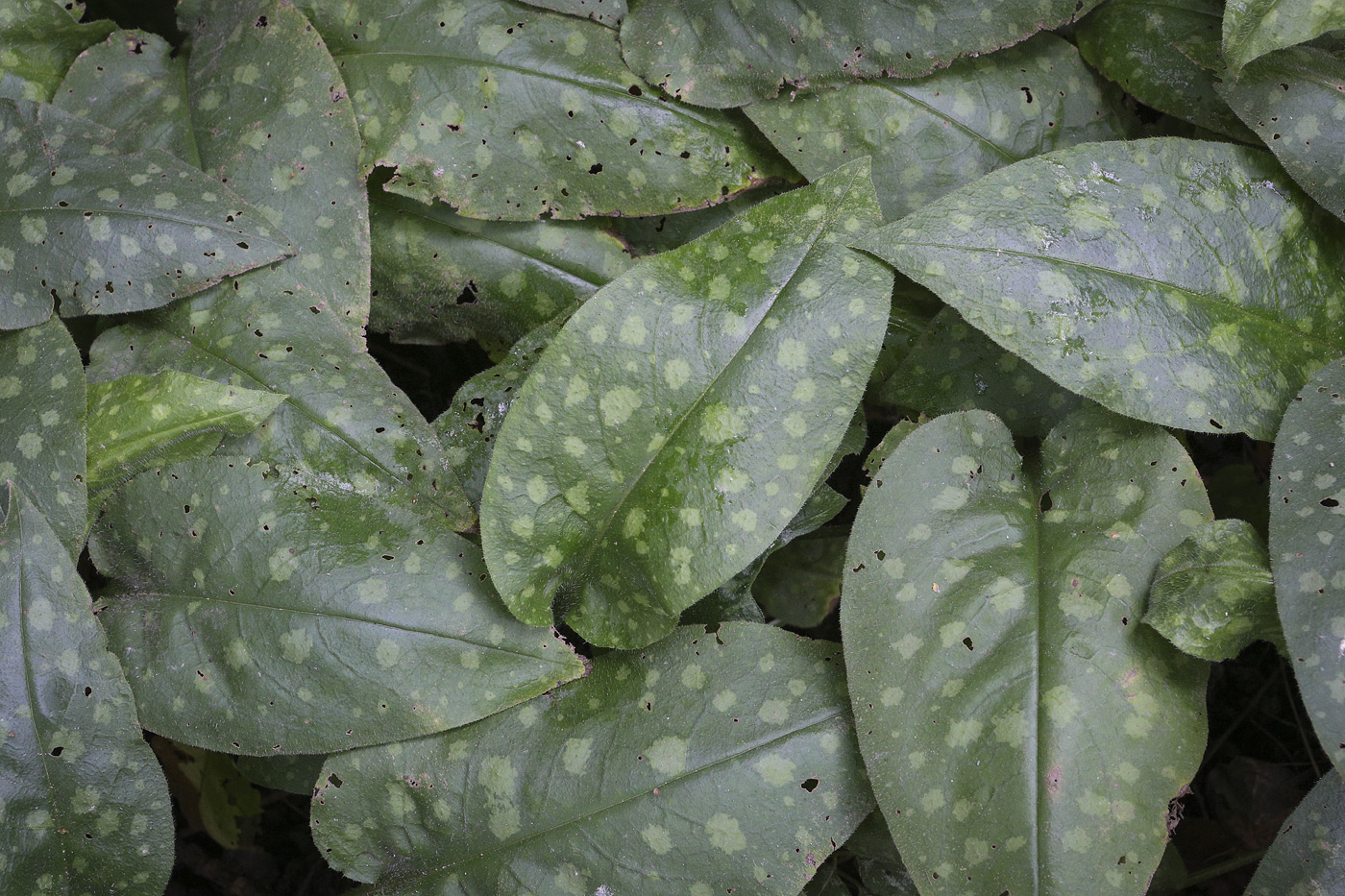 Image of Pulmonaria officinalis specimen.