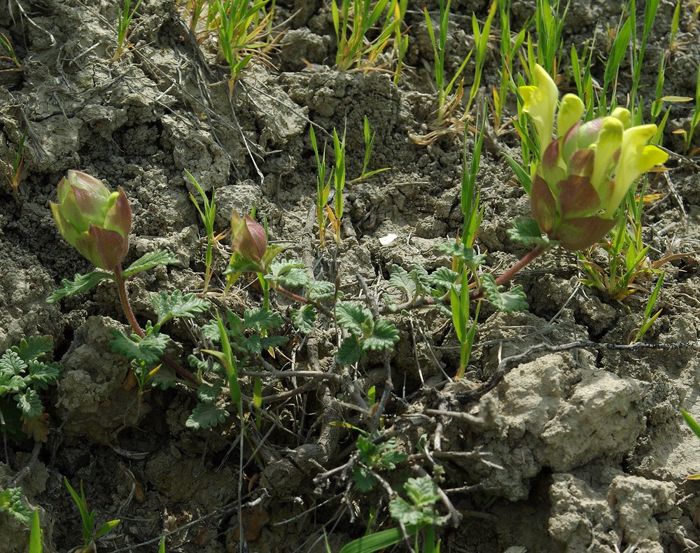 Image of Scutellaria orientalis specimen.