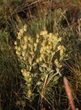 род Potentilla. Верхушка нераспустившегося растения. Республика Алтай, Кош-Агачский р-н, 2217 м н.у.м., плоскогорье Укок, окр. оз. Гусиное, луг. 4 августа 2020 г.