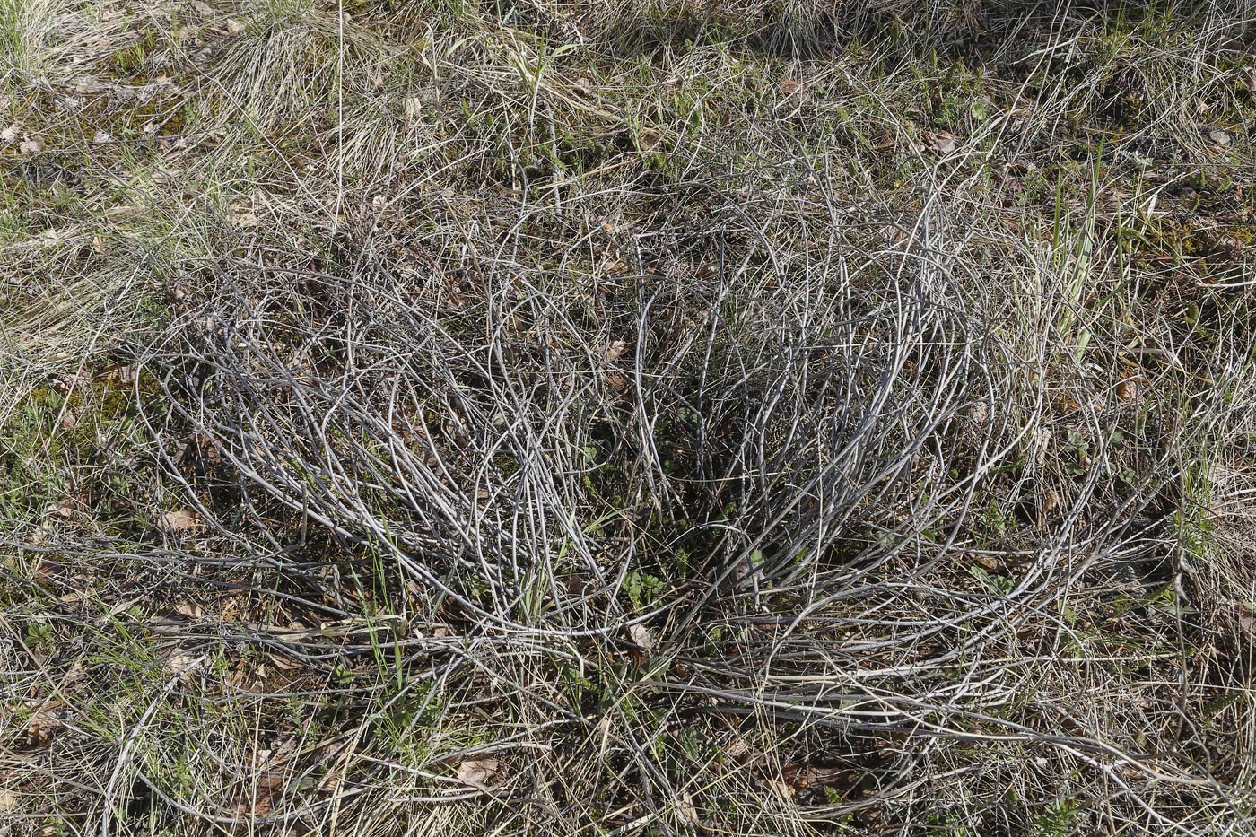 Image of Astragalus falcatus specimen.