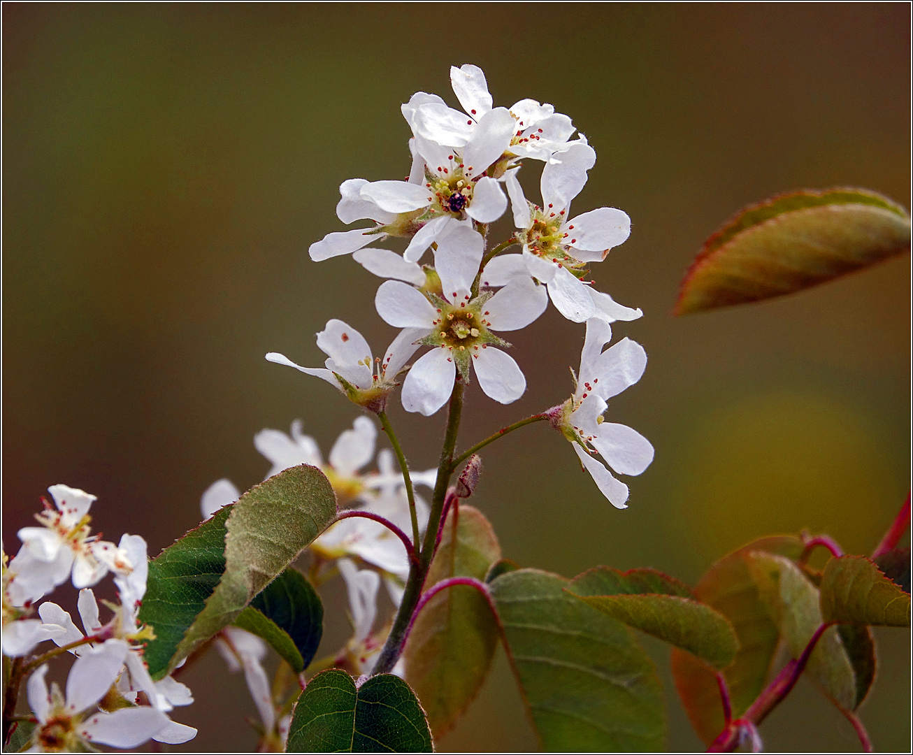 Изображение особи Amelanchier spicata.