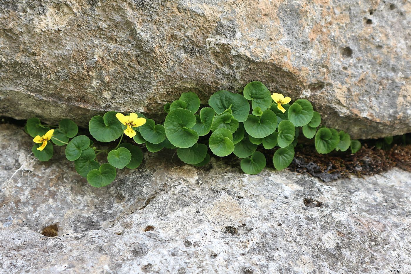 Image of Viola caucasica specimen.