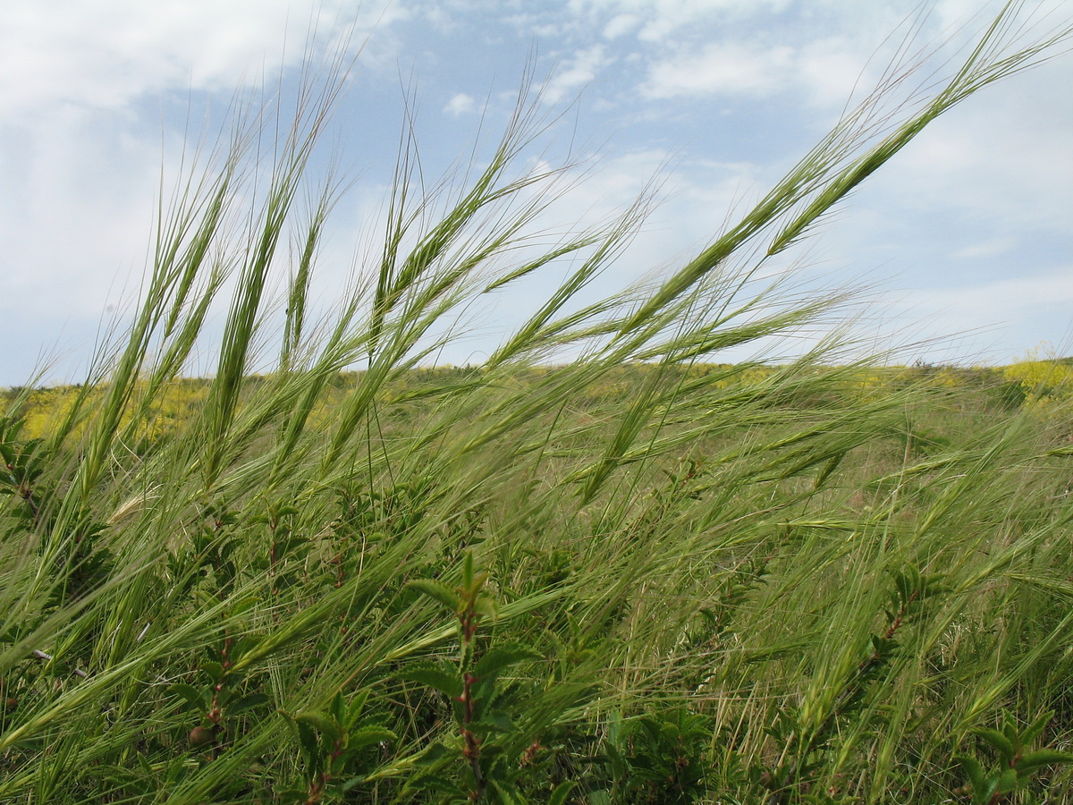 Изображение особи Taeniatherum crinitum.