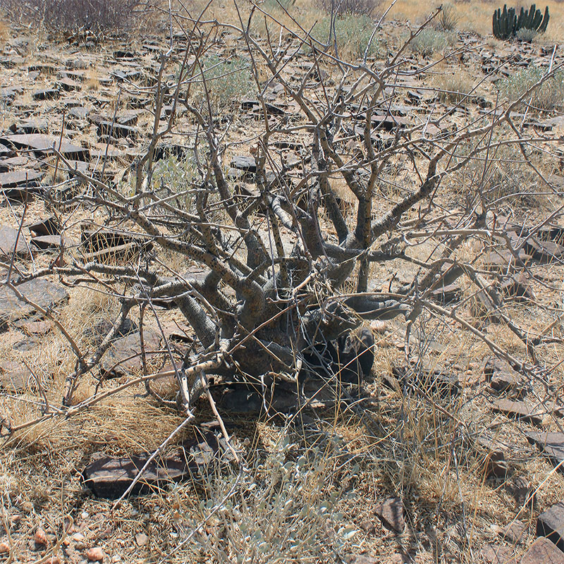 Image of Sesamothamnus guerichii specimen.