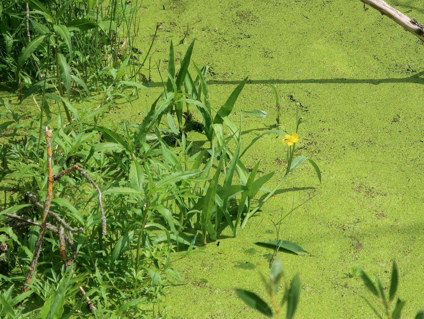 Image of Ranunculus lingua specimen.