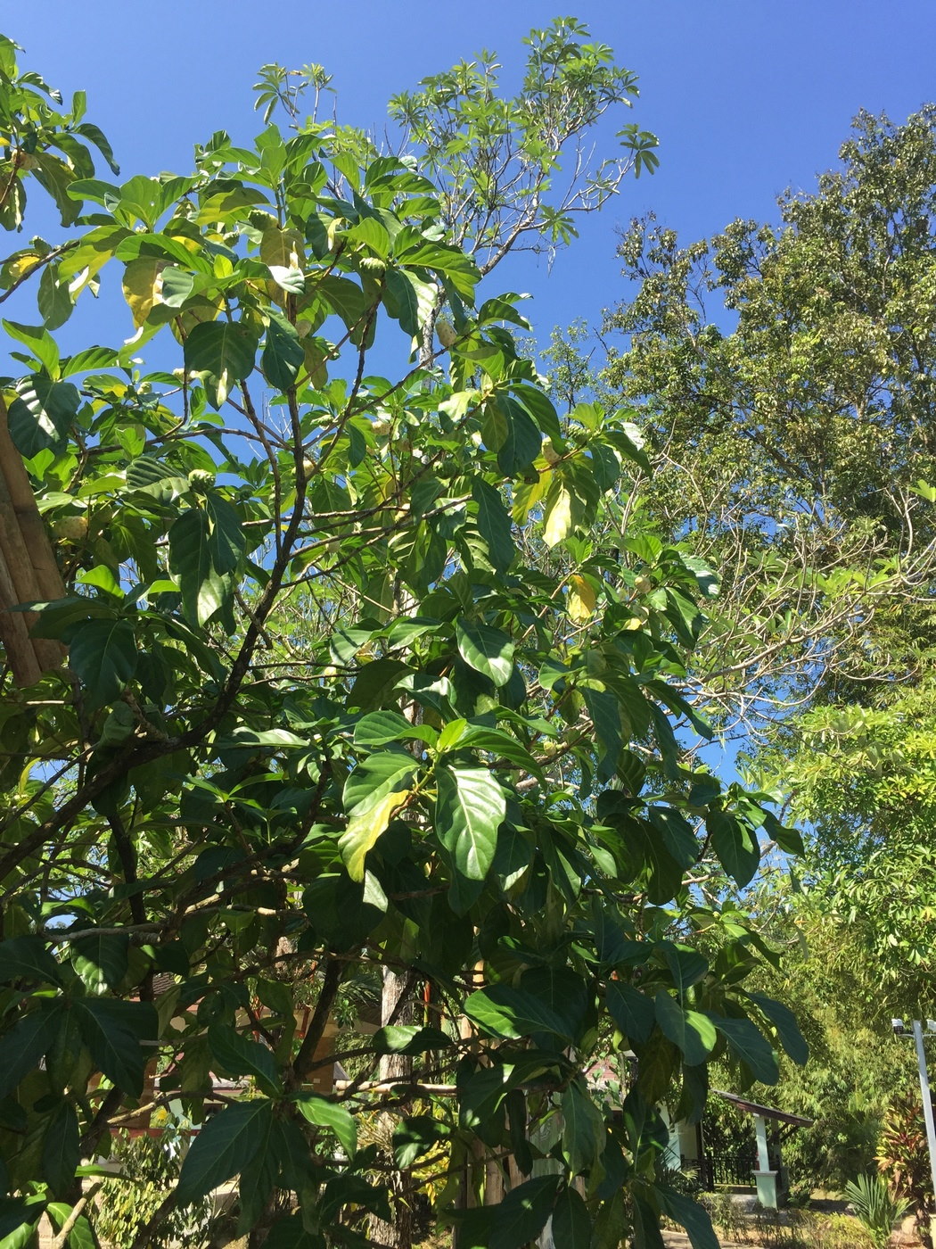 Image of Morinda citrifolia specimen.