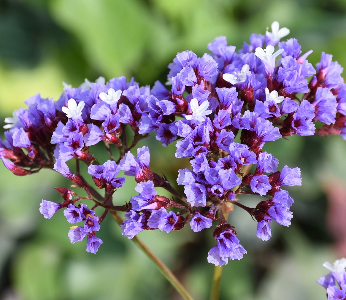 Изображение особи род Limonium.