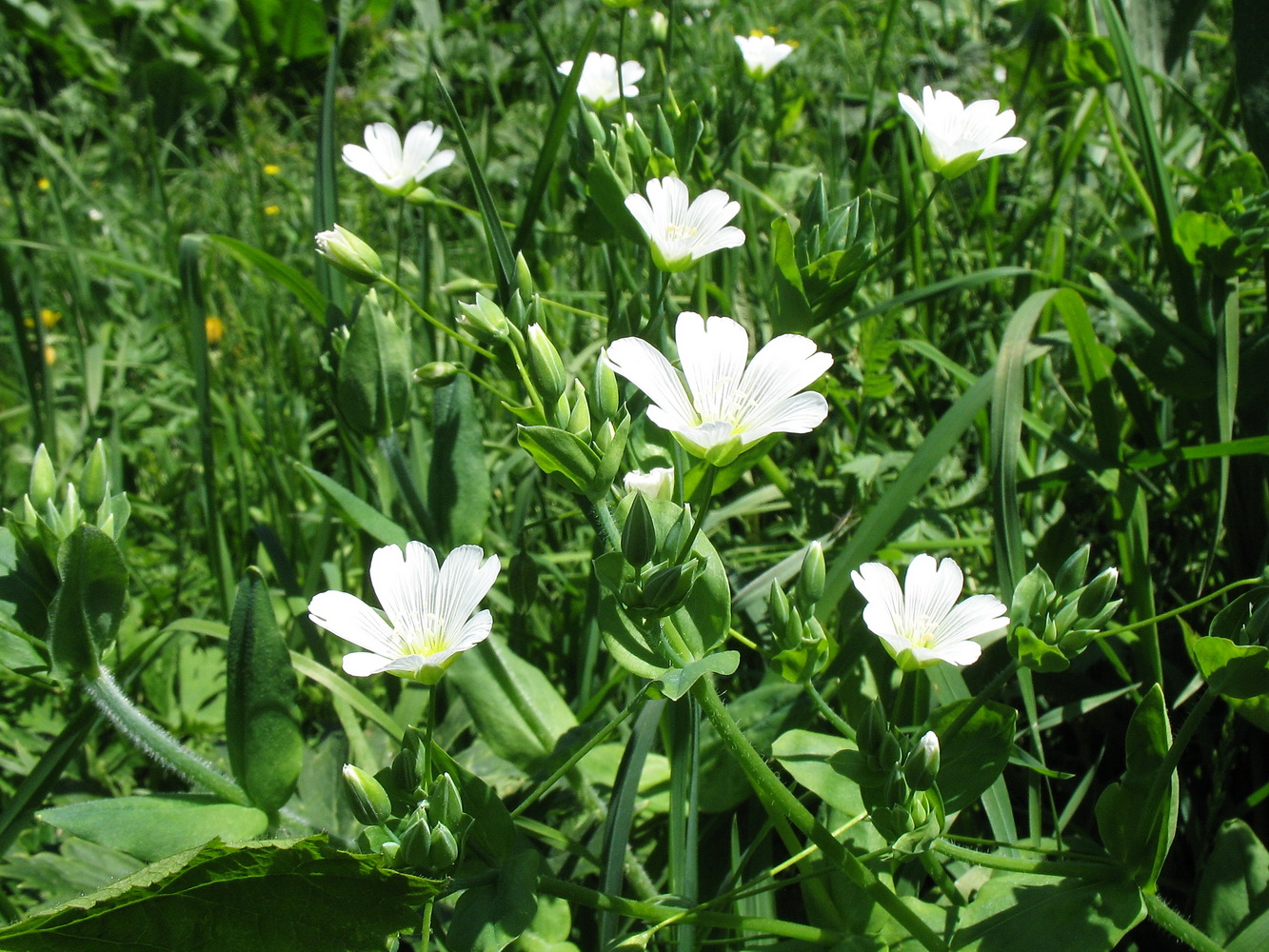 Изображение особи Cerastium davuricum.