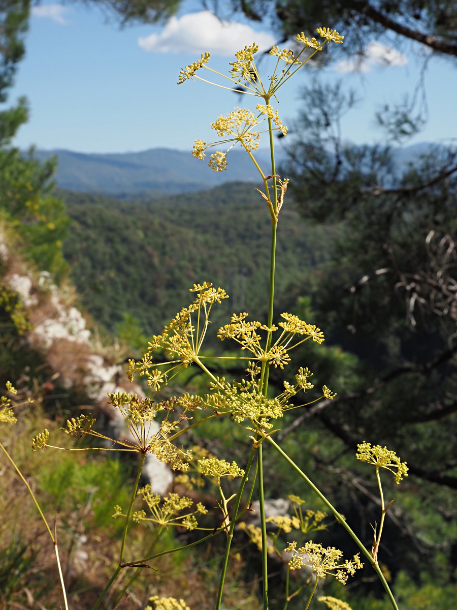 Изображение особи Peucedanum longifolium.