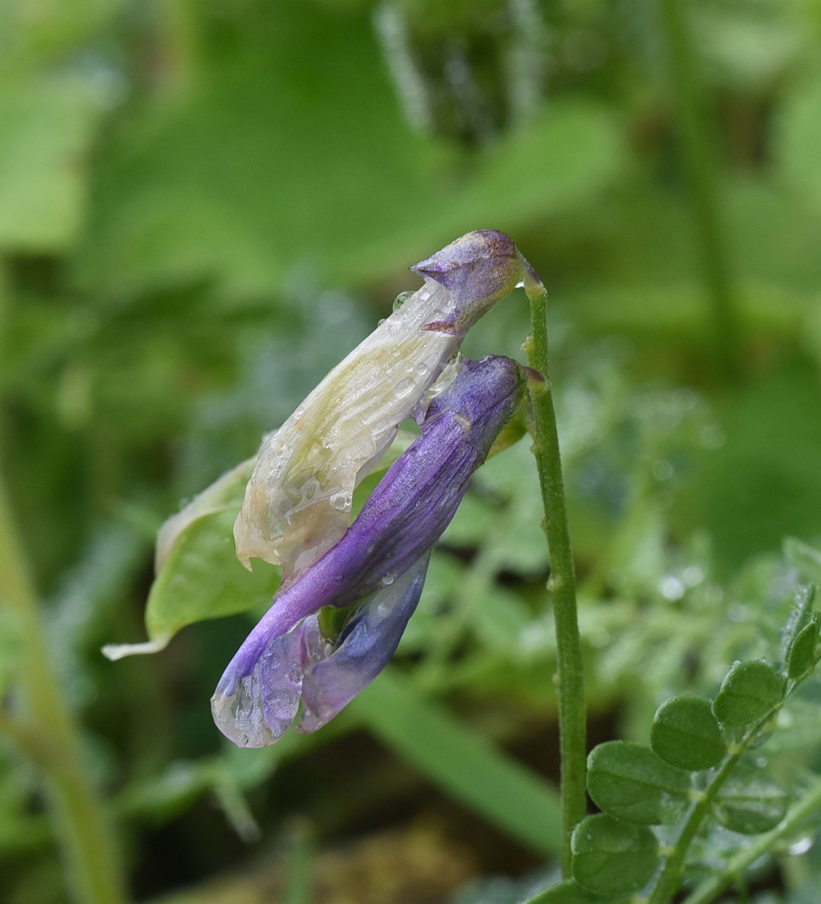 Изображение особи Vicia alpestris.