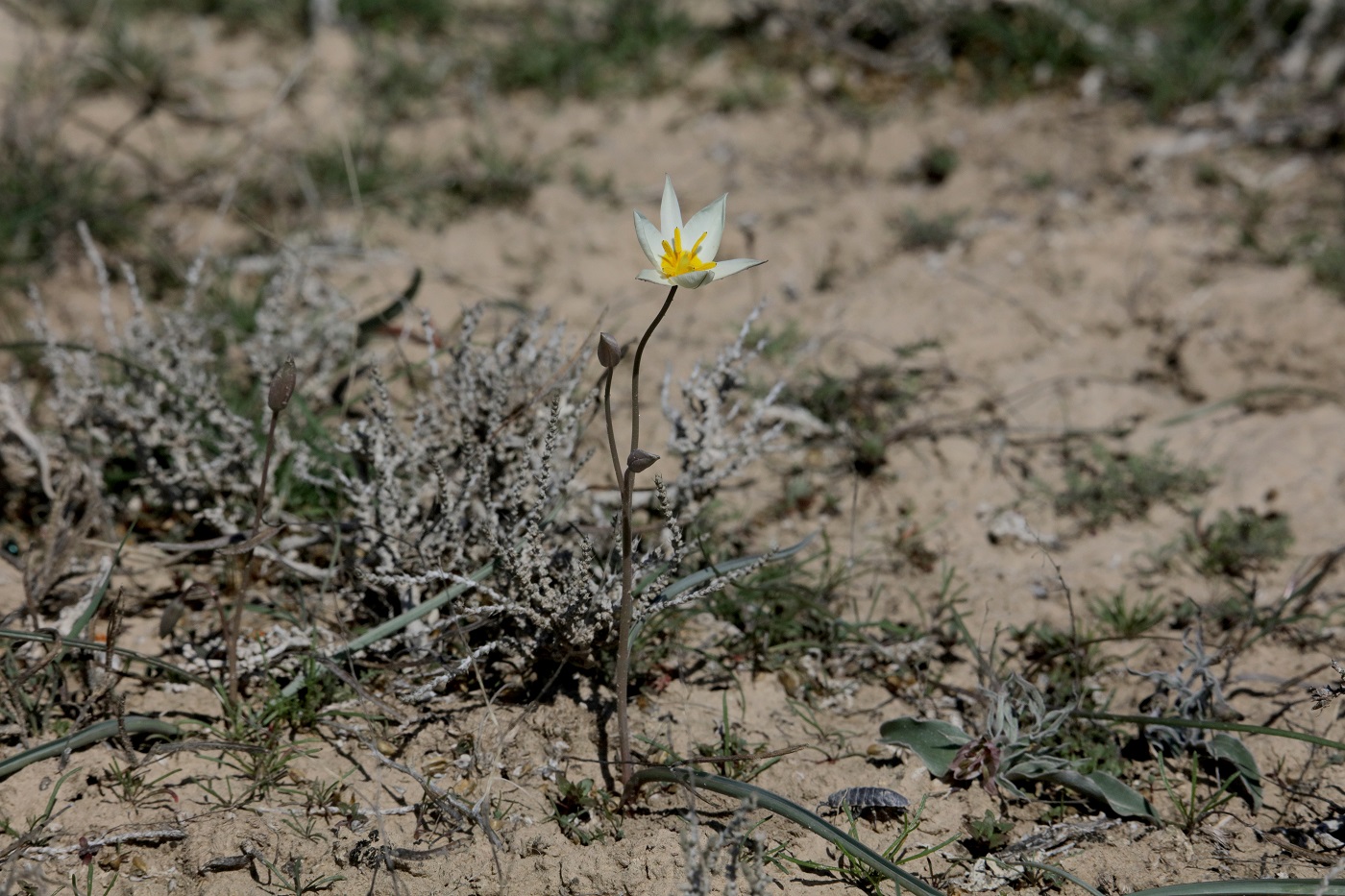 Image of Tulipa buhseana specimen.