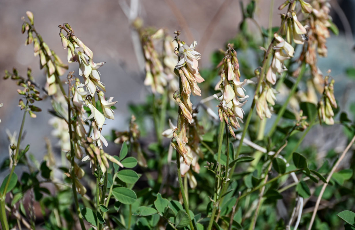 Изображение особи Hedysarum flavescens.